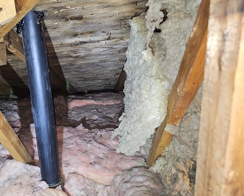 Attic with black mold growth on rafters before remediation