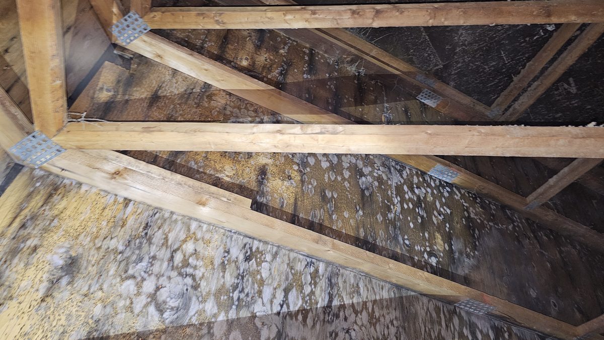 Attic roof sheathing covered in white fuzzy mold growth before remediation