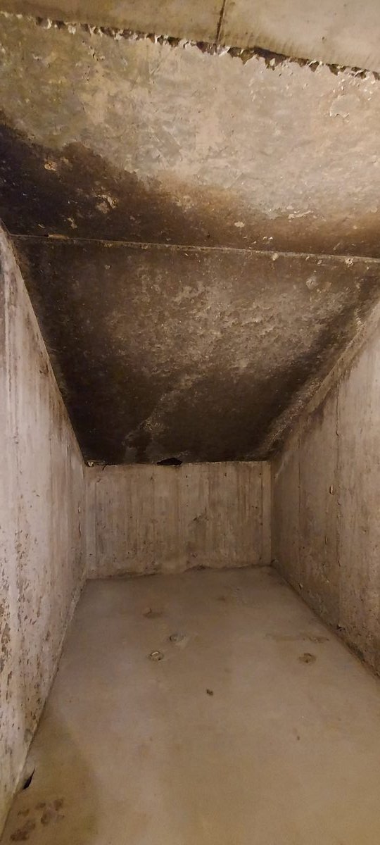Basement cold room walls covered in mold